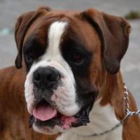 2 Boxer maschi per monta