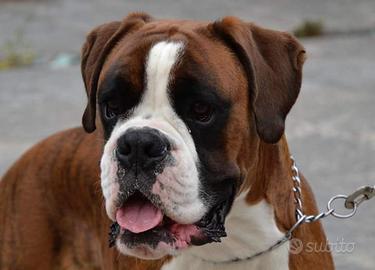 2 Boxer maschi per monta