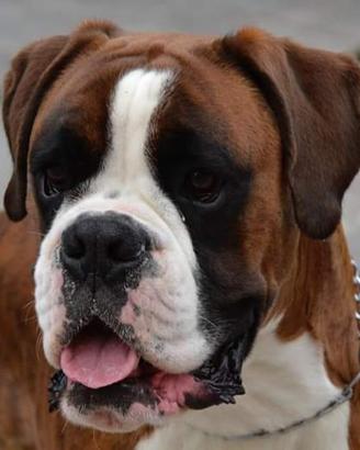 2 Boxer maschi per monta