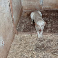 Cucciolona Labrador miele