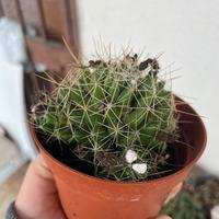 Piante da appartamento