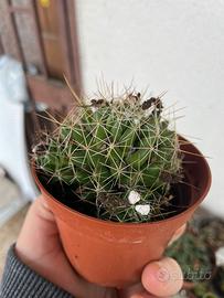 Piante da appartamento