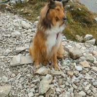 Collie