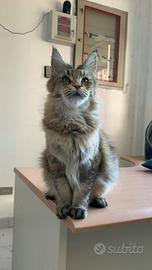 Maine coon femmina adulta