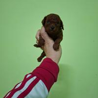 Barboncini toy mini mini