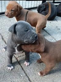 Cuccioli American Pit bull terrier maschi e femmin