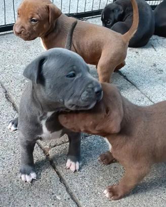 Cuccioli American Pit bull terrier maschi e femmin