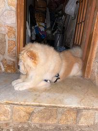 Chow Chow