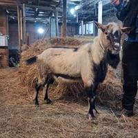 Vedo becchi da riproduzione
