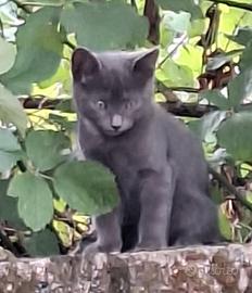 GATTINA circa tre mesi in adozione