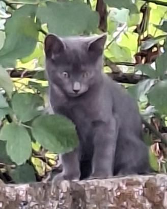GATTINA circa tre mesi in adozione