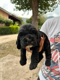 Cuccioli di Cocker Spaniel