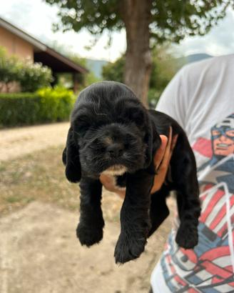 Cuccioli di Cocker Spaniel