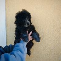 Barboncino Silver Maschio