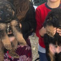 Cuccioli di pastore tedesco
