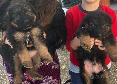 Cuccioli di pastore tedesco