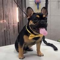 Bulldog francese