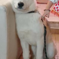 Akita pedigree
