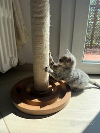 Maine coon