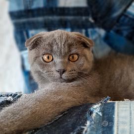 Cucciolo Scottish fold 
