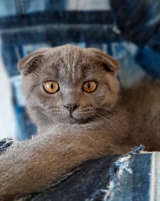 Cucciolo Scottish fold 