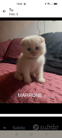 Scottish fold cucciolo maschio
