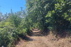 Terreno agricolo - Sant'Alfio