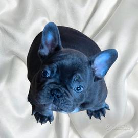 Cucciolo maschio Bulldog Francese Esotico