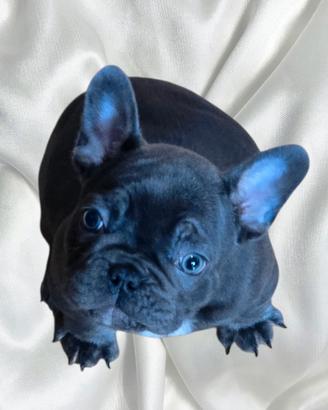 Cucciolo maschio Bulldog Francese Esotico
