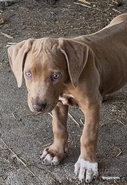 Rhodesian Ridgeback