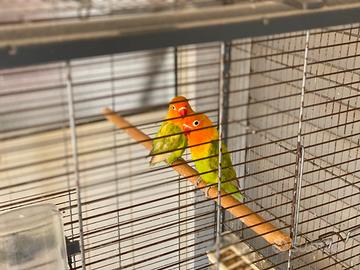 Pappagalli inseparabili Fischer