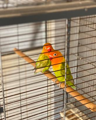 Pappagalli inseparabili Fischer