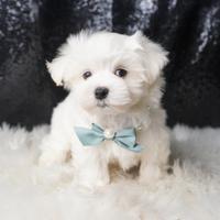 Maltese femmina subito disponibile