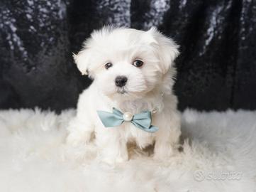 Maltese femmina subito disponibile