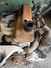 motore-usato-fiat-238-1-4-bz