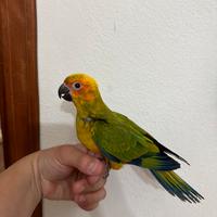 Conuro del sole allevato a mano