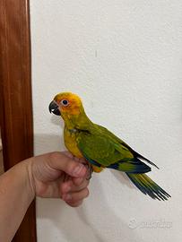 Conuro del sole allevato a mano