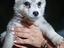 Immagine 4