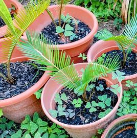 cycas della preistoria 