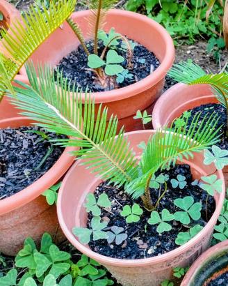 cycas della preistoria 