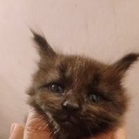 Maine coon femmina