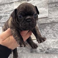 Cucciole di bulldogue francese