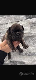 Cucciole di bulldogue francese