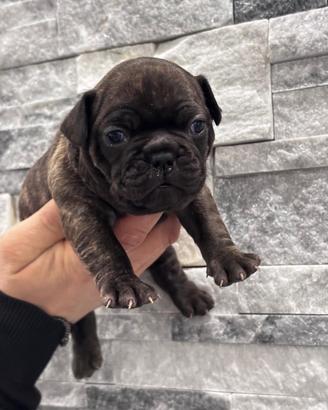 Cucciole di bulldogue francese