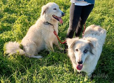 Titty e tony meravigliosi angeli rinchiusi in box