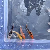 Carpe Koi Selezionate