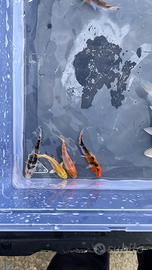 Carpe Koi Selezionate