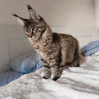 Cuccioli maine coon disponibili