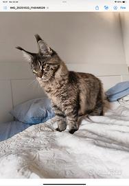 Cuccioli maine coon disponibili