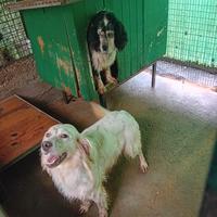 Setter Inglese femmina
